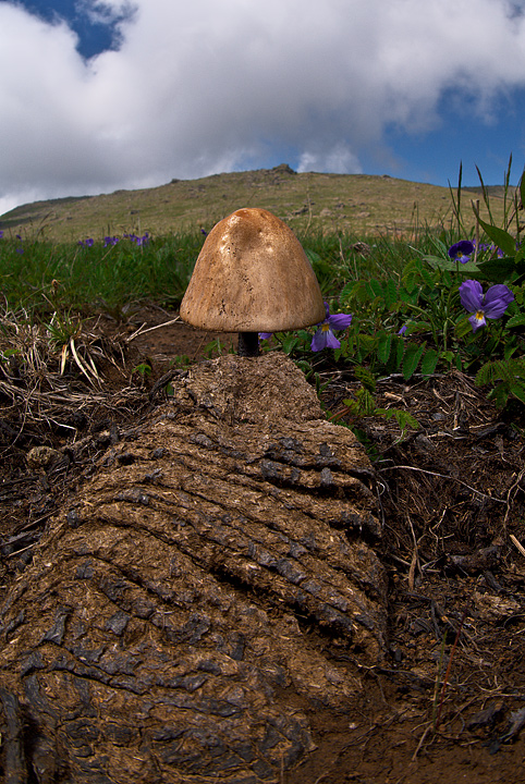 Non lo conosco... (cfr. Panaeolus semiovatus)